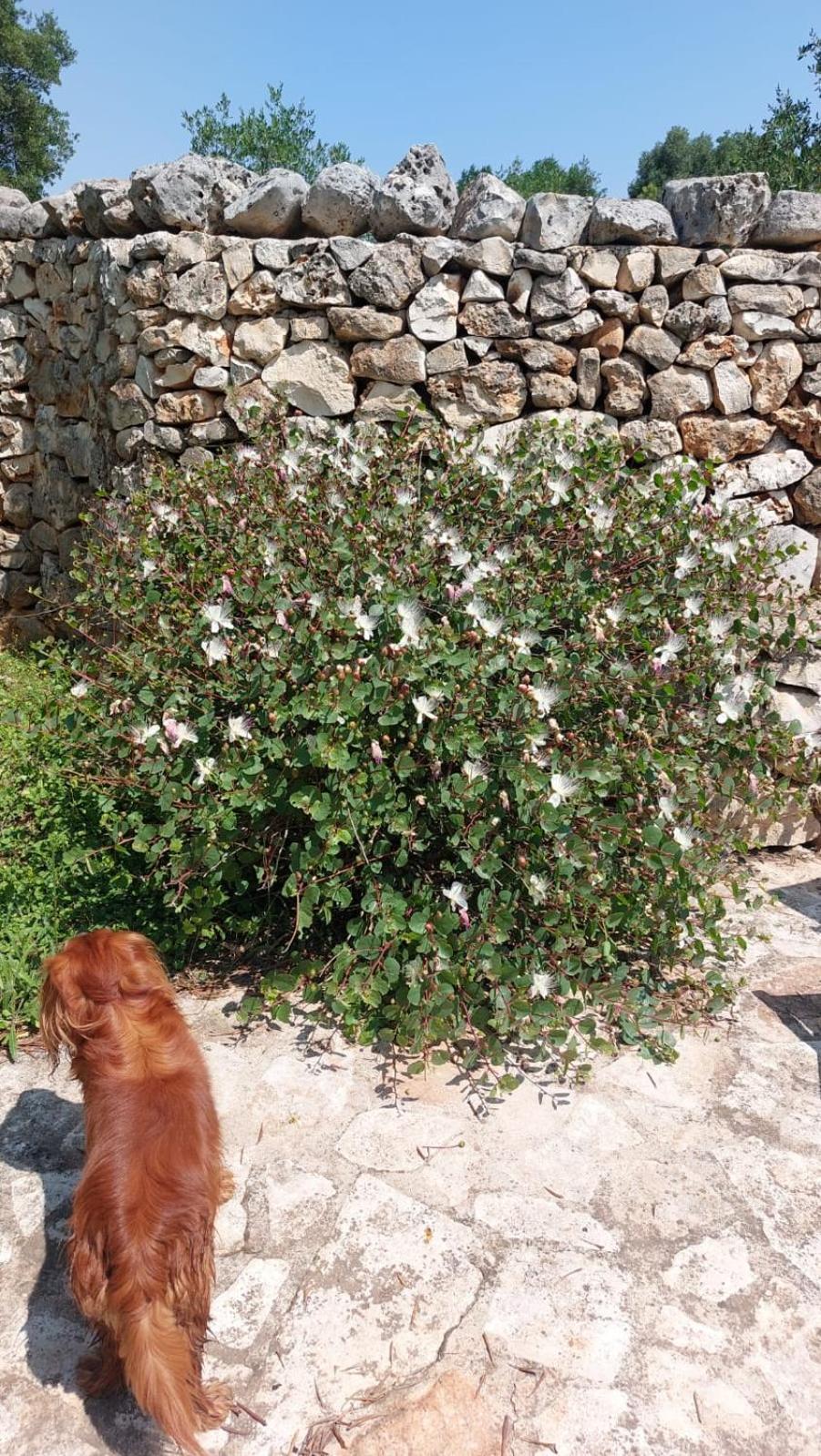 Trulli Aurasia Ostuni Bagian luar foto