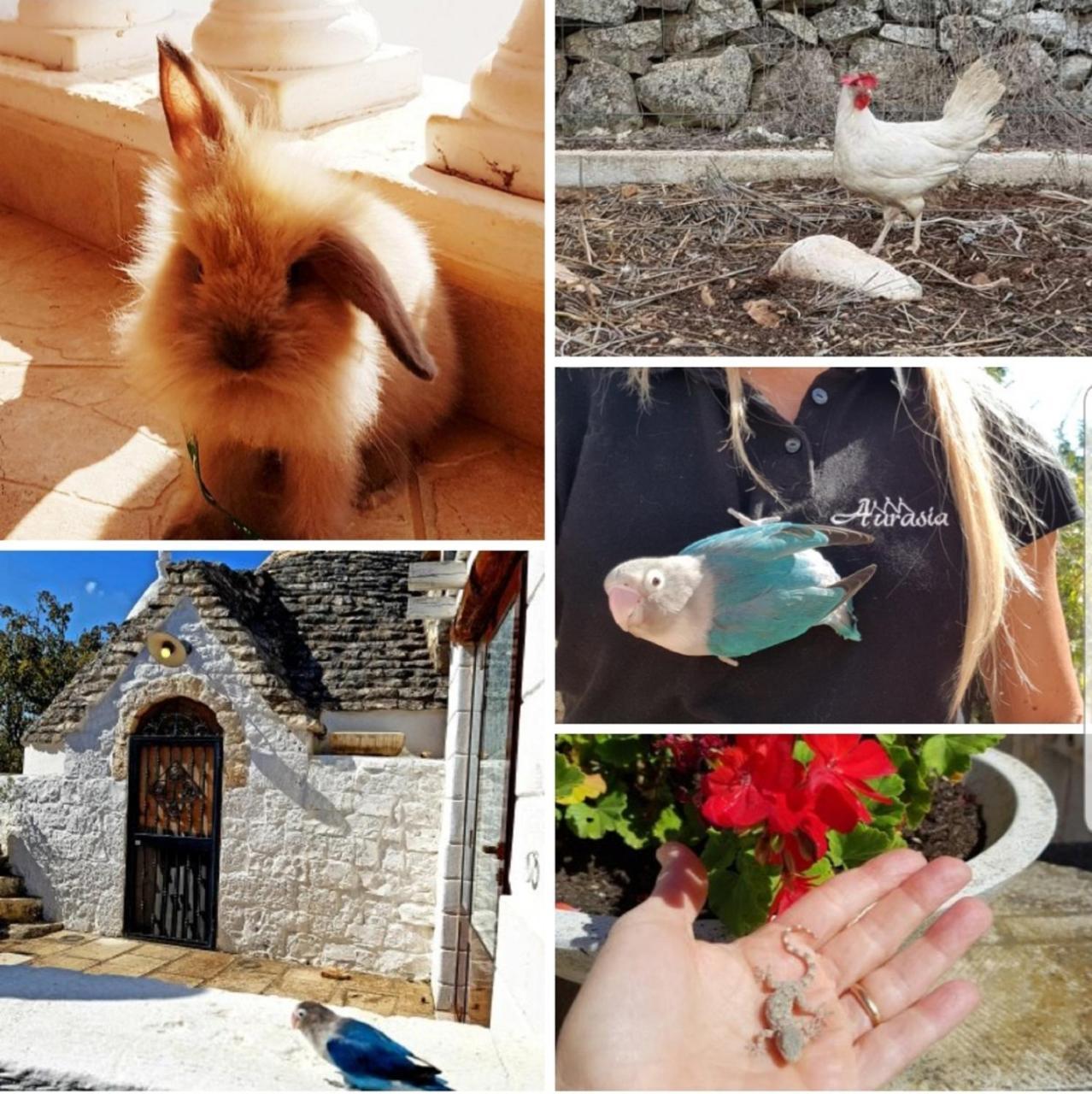 Trulli Aurasia Ostuni Bagian luar foto
